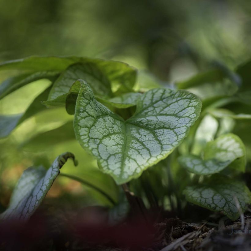Brunnera macrophylla Jack's Gold (Folhagem)