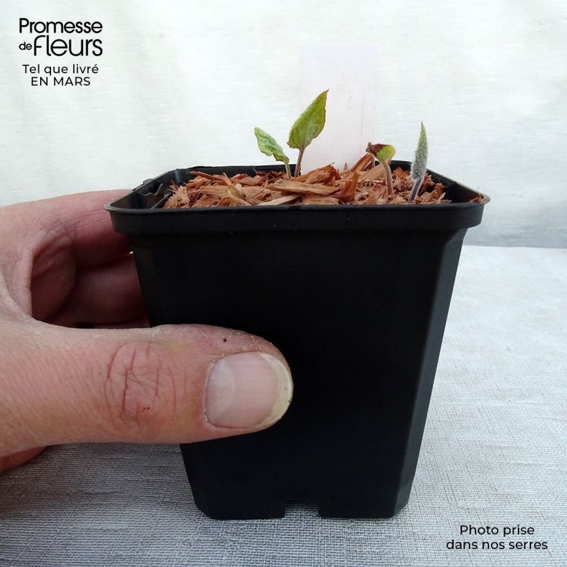 Amostra de Brunnera macrophylla Jack's Gold Vaso de 8/9 cm tal como entregue no inverno