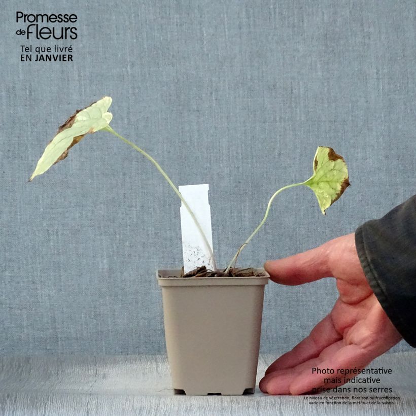 Amostra de Brunnera macrophylla King's Ramson - Myosotis du Caucase Vaso de 8/9 cm tal como entregue no inverno