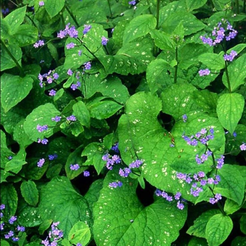 Brunnera macrophylla Langtrees (Floração)