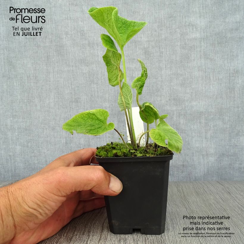 Amostra de Brunnera macrophylla Langtrees Vaso de 8/9 cm tal como entregue no verão