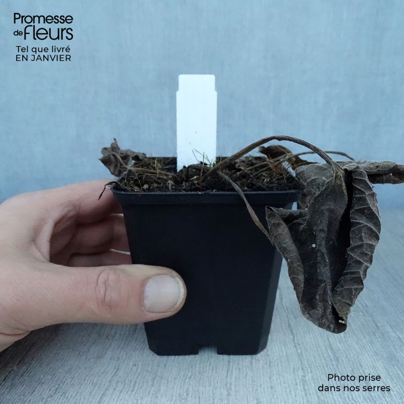 Amostra de Brunnera macrophylla Langtrees - Myosotis du Caucase Vaso de 8/9 cm tal como entregue no inverno