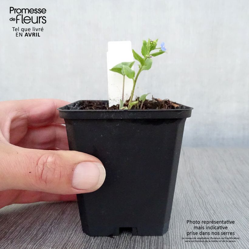 Amostra de Brunnera macrophylla Langtrees Vaso de 8/9 cm tal como entregue na primavera