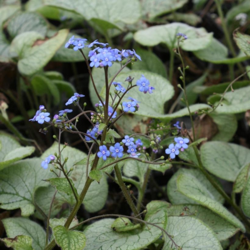 Brunnera macrophylla Looking Glass (Hábito)