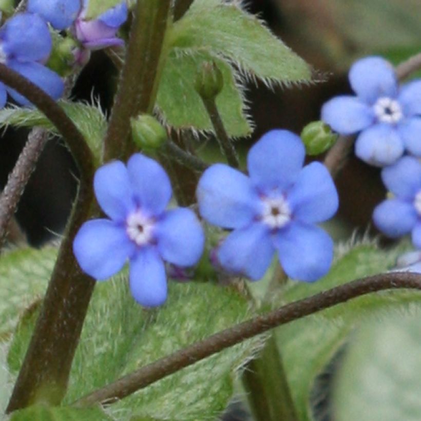 Brunnera macrophylla Looking Glass (Floração)