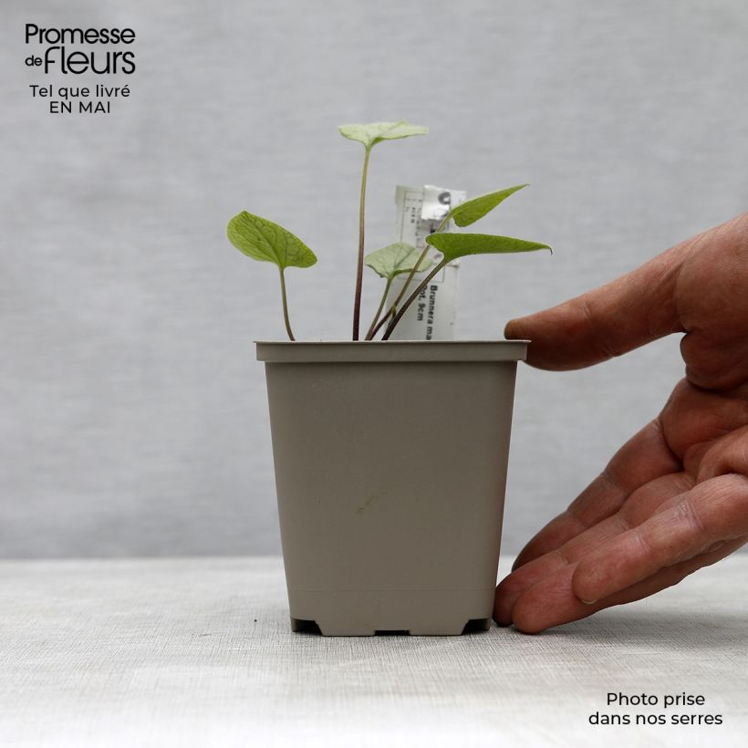 Amostra de Brunnera macrophylla Looking Glass Vaso de 8/9 cm tal como entregue na primavera