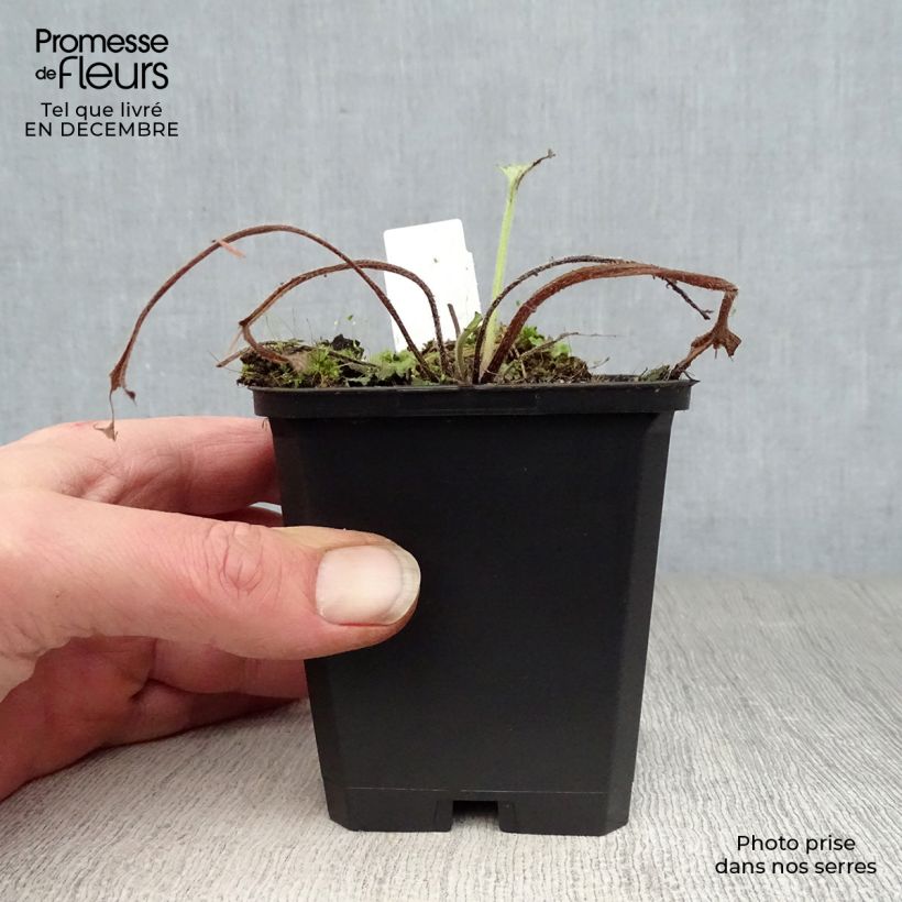 Amostra de Brunnera macrophylla Looking Glass Vaso de 8/9 cm tal como entregue no inverno