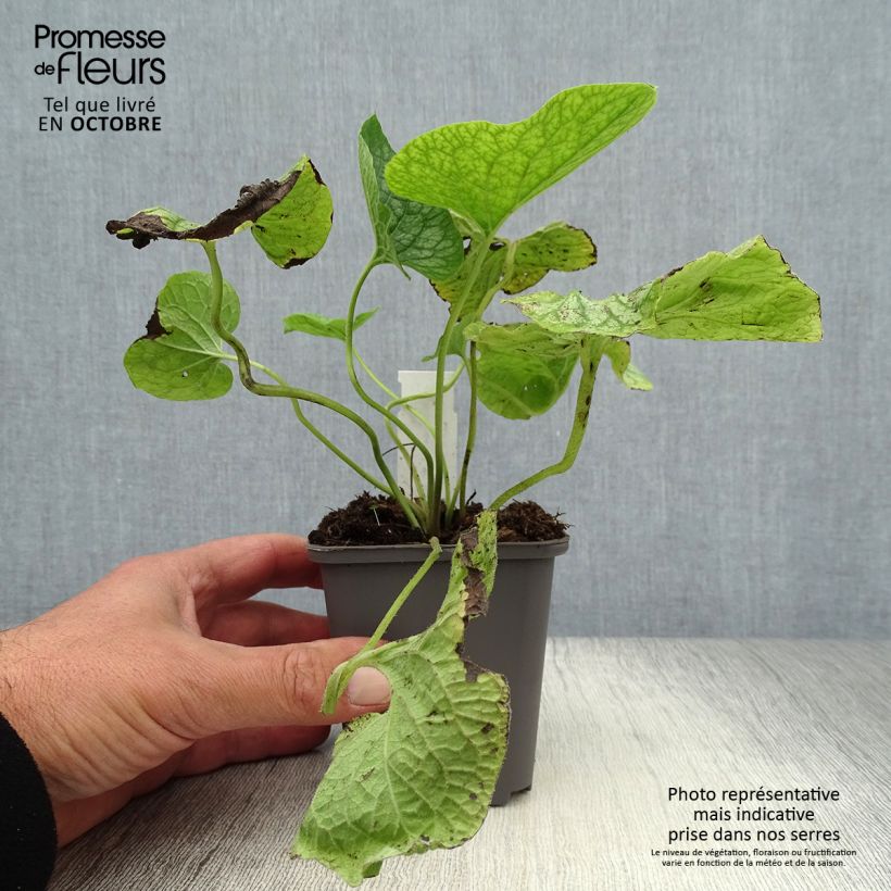 Amostra de Brunnera macrophylla Mr Morse Vaso de 8/9 cm tal como entregue no outono