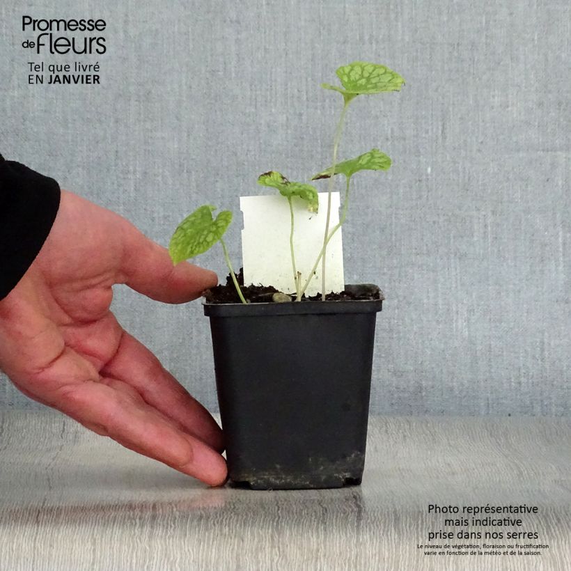 Amostra de Brunnera macrophylla Mr Morse Vaso de 8/9 cm tal como entregue no inverno