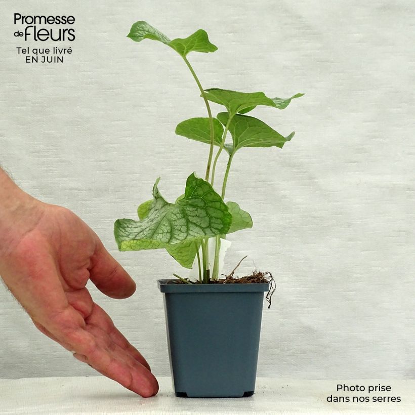 Amostra de Brunnera macrophylla Mr Morse Vaso de 8/9 cm tal como entregue no verão