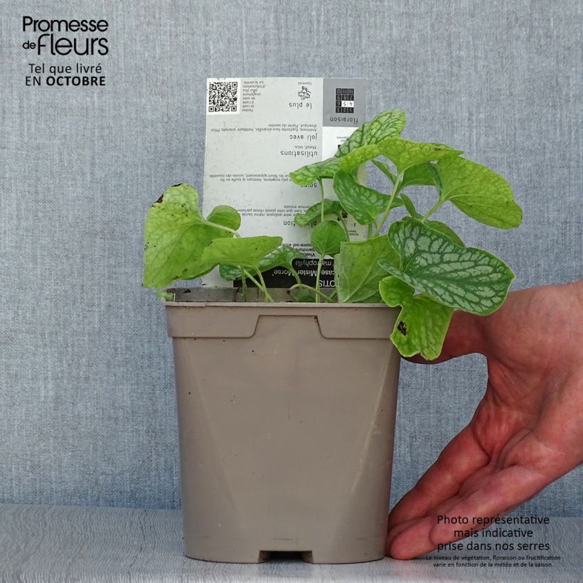 Amostra de Brunnera macrophylla Mr Morse Vaso de 2 L/3 L tal como entregue no outono