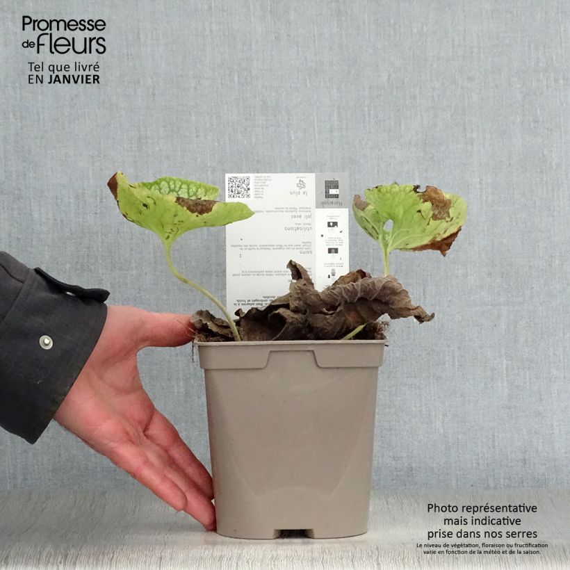 Amostra de Brunnera macrophylla Mr Morse Vaso de 2 L/3 L tal como entregue no inverno