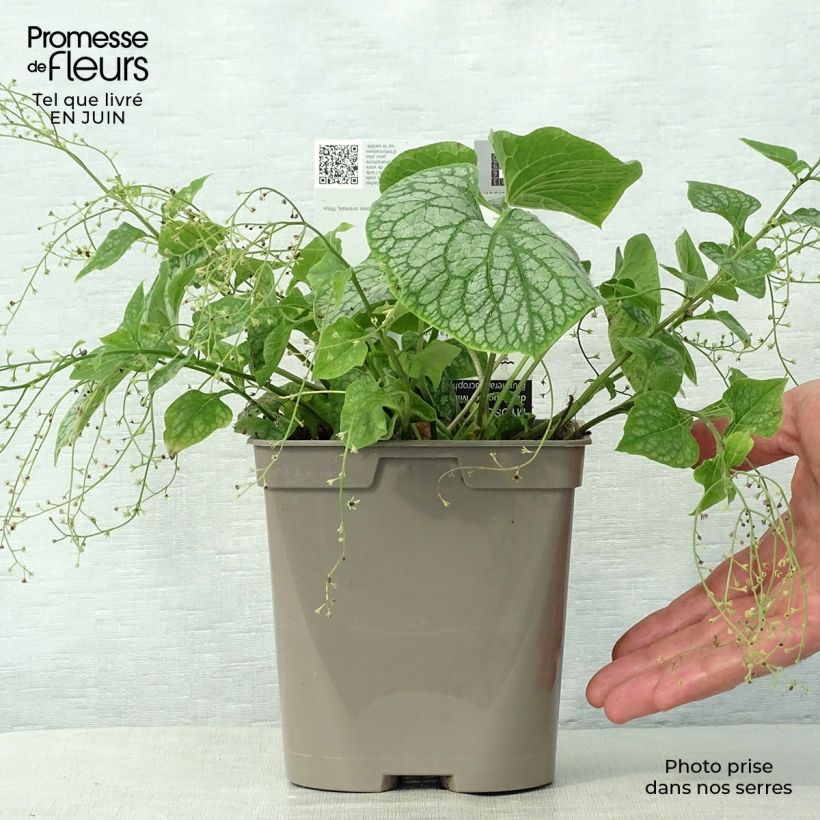 Amostra de Brunnera macrophylla Mr Morse Vaso de 2 L/3 L tal como entregue no verão