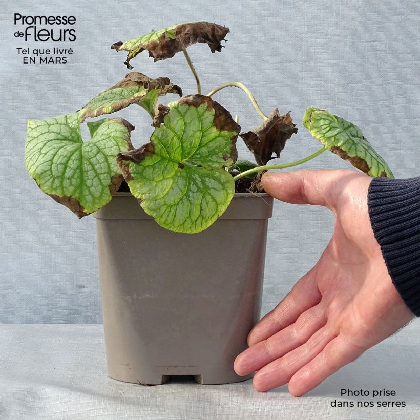 Amostra de Brunnera macrophylla Mr Morse Vaso de 2 L/3 L tal como entregue na primavera
