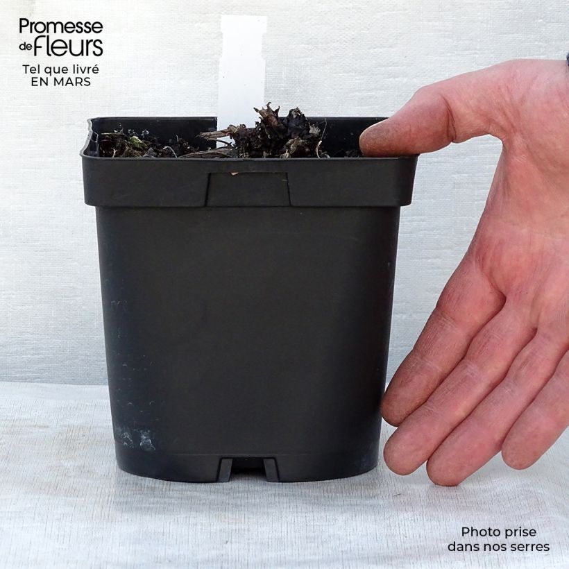 Amostra de Brunnera macrophylla Vaso de 2 L/3 L tal como entregue na primavera