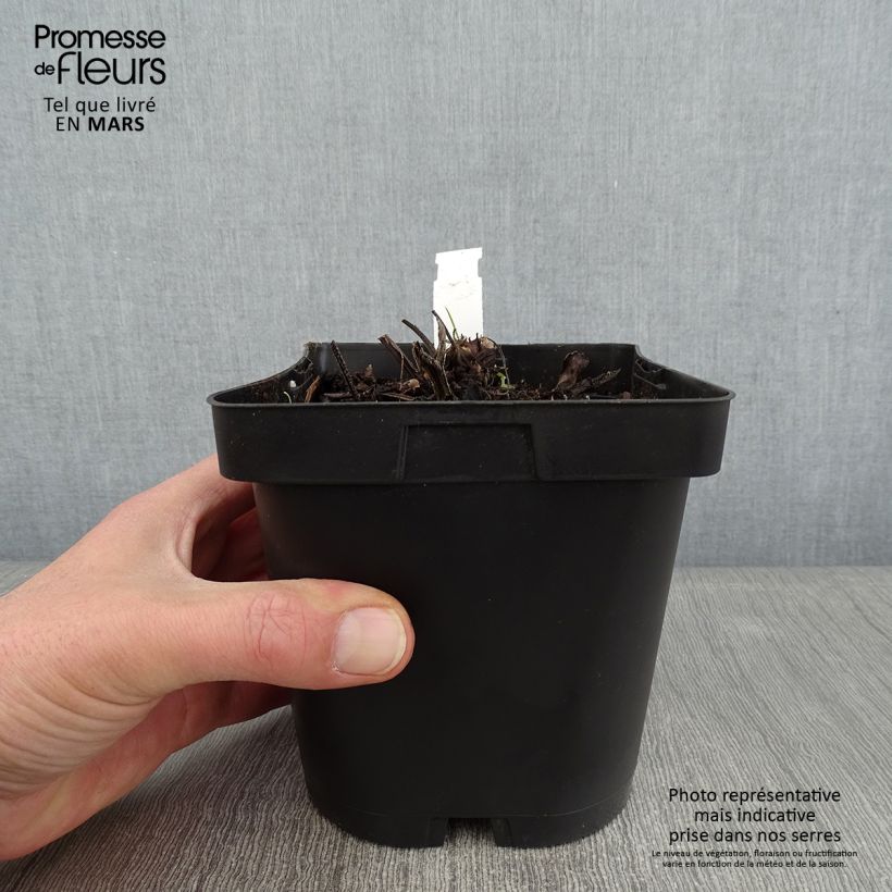 Amostra de Brunnera macrophylla Vaso de 2 L/3 L tal como entregue no inverno