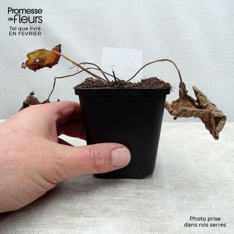 Amostra de Brunnera macrophylla Vaso de 8/9 cm tal como entregue no inverno