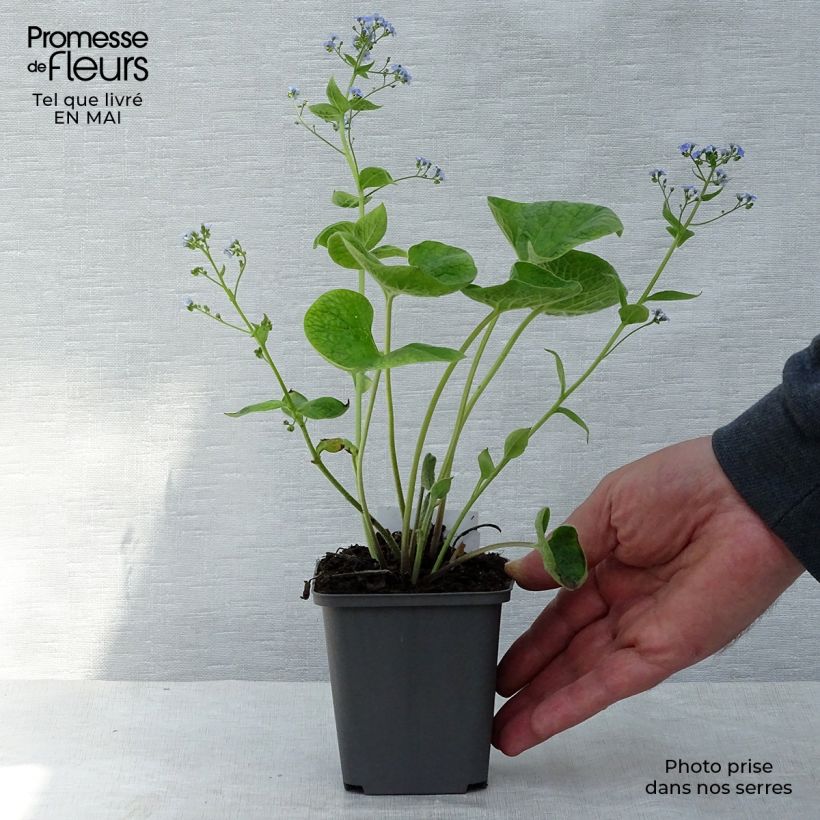 Amostra de Brunnera macrophylla Vaso de 8/9 cm tal como entregue na primavera