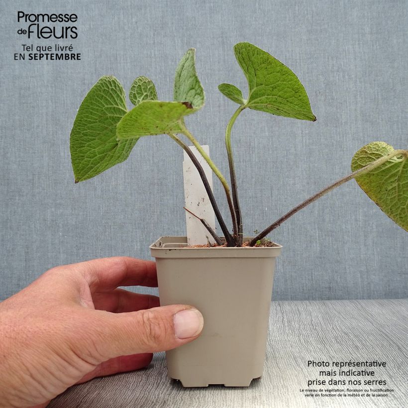 Amostra de Brunnera macrophylla Queen of Hearts Vaso de 8/9 cm tal como entregue no outono