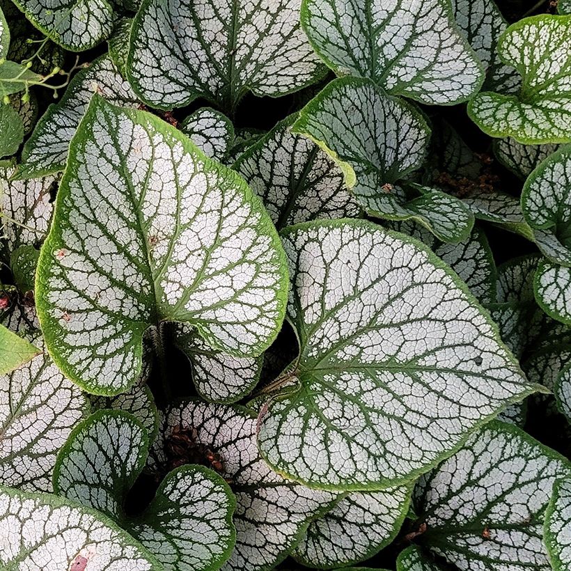 Brunnera macrophylla Queen of Hearts (Folhagem)