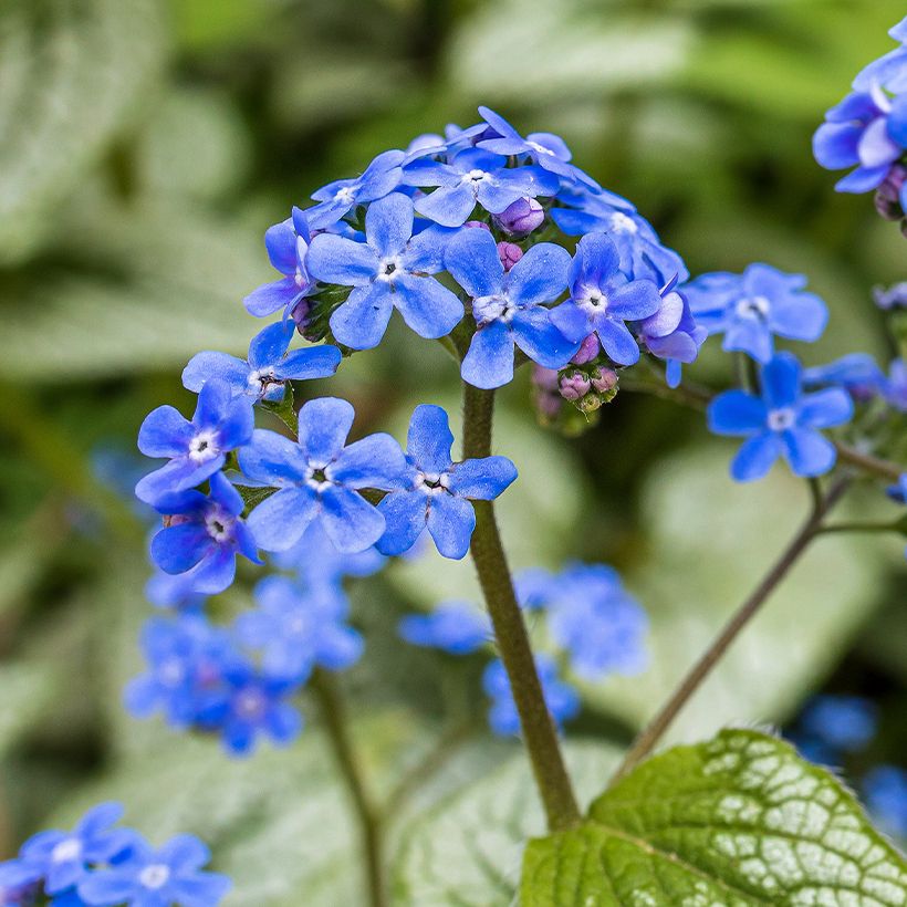 Brunnera macrophylla Queen of Hearts (Floração)
