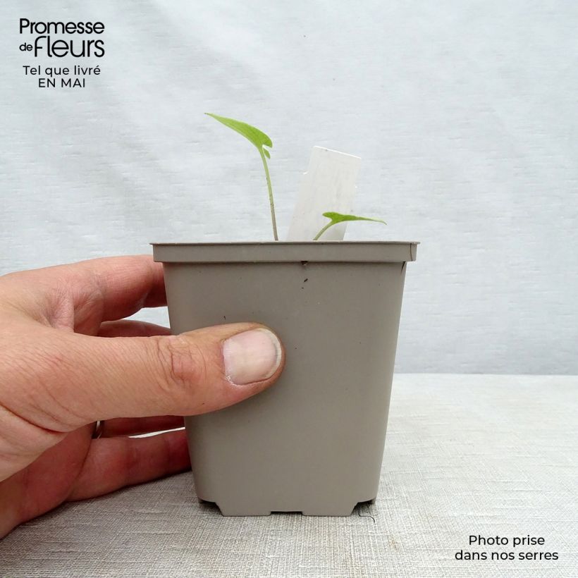 Amostra de Brunnera macrophylla Silver Heart® Vaso de 8/9 cm tal como entregue na primavera