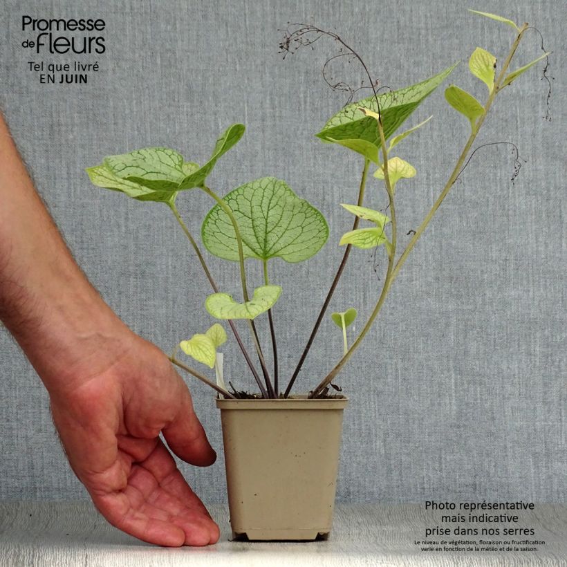 Amostra de Brunnera macrophylla Silver Heart® Vaso de 8/9 cm tal como entregue no verão