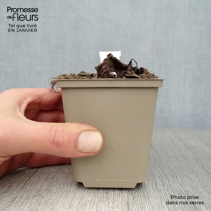 Amostra de Brunnera macrophylla Silver Heart® - Myosotis du Caucase Vaso de 8/9 cm tal como entregue no inverno