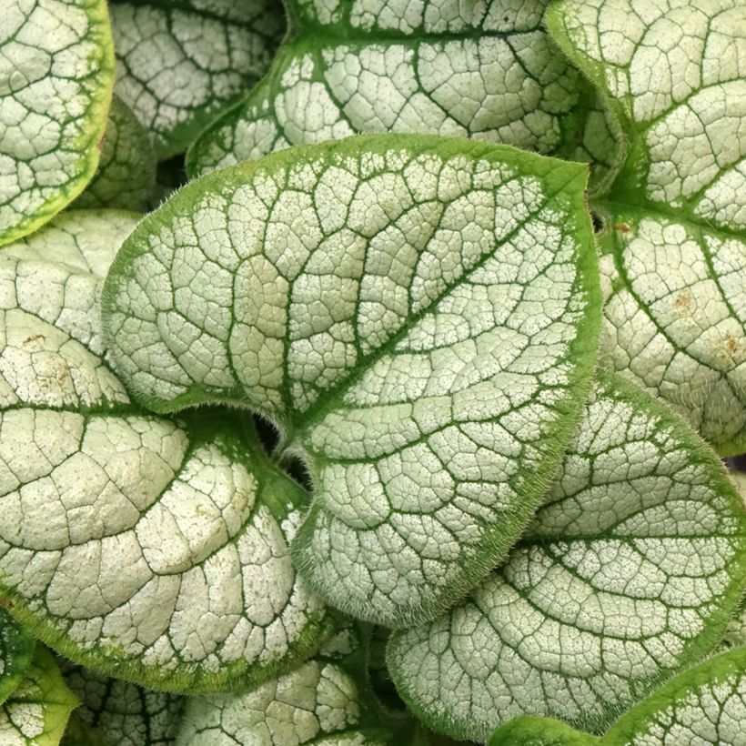 Brunnera macrophylla Silver Heart® (Folhagem)