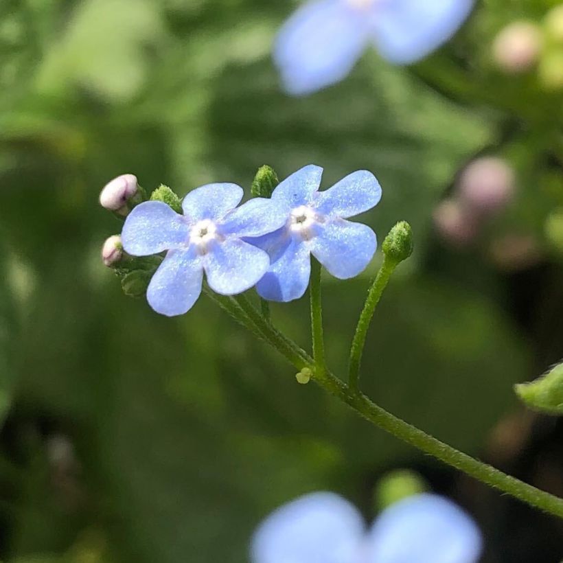 Brunnera macrophylla Silver Heart® (Floração)