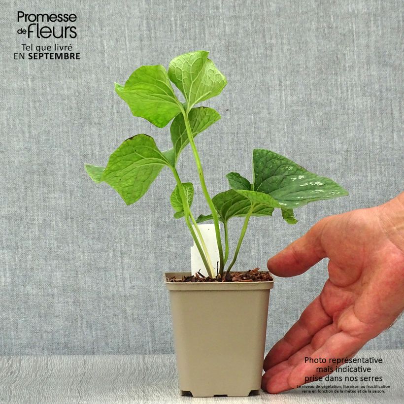Amostra de Brunnera macrophylla White Zebra Vaso de 8/9 cm tal como entregue no outono