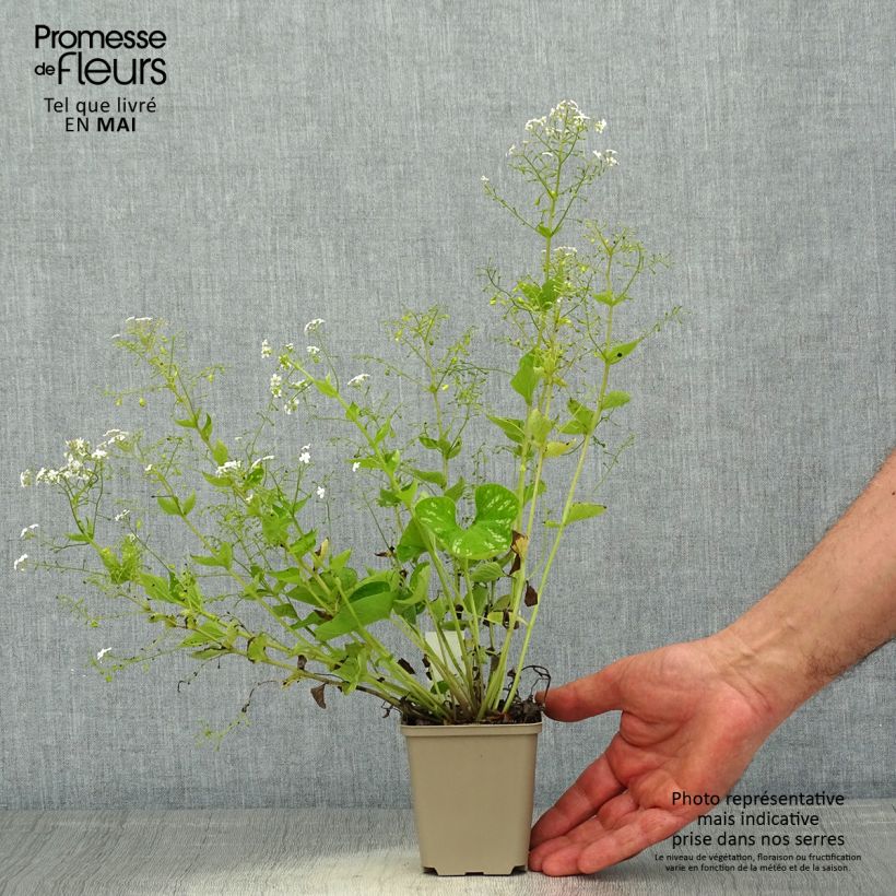 Amostra de Brunnera macrophylla White Zebra Vaso de 8/9 cm tal como entregue na primavera