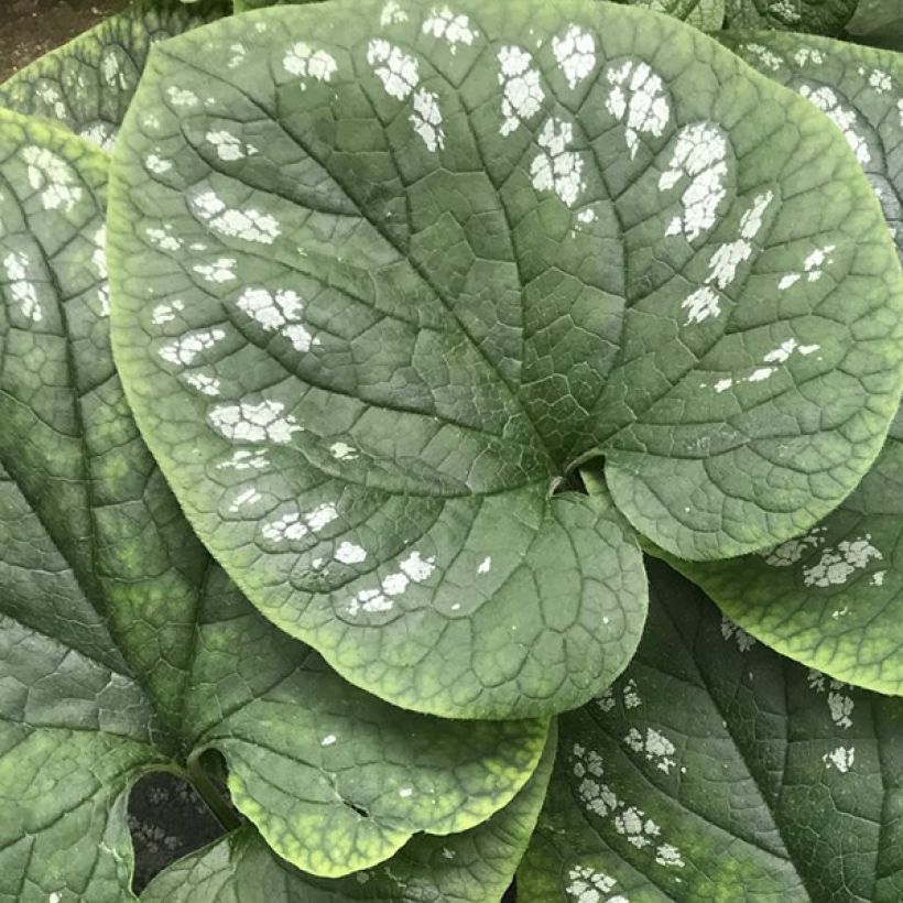 Brunnera macrophylla White Zebra (Folhagem)