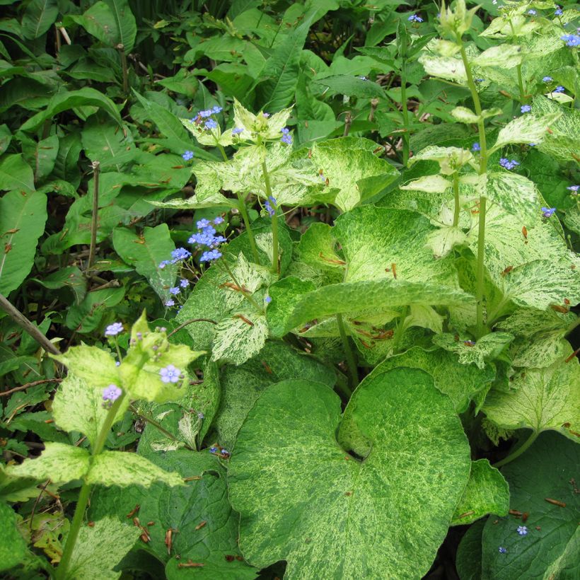 Brunnera macrophylla Yellow Spring (Folhagem)