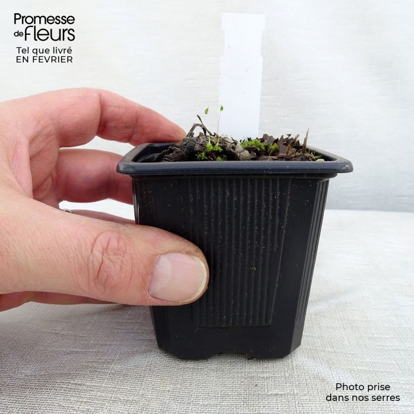 Amostra de Brunnera sibirica - Myosotis du Caucase Vaso de 8/9 cm tal como entregue no inverno