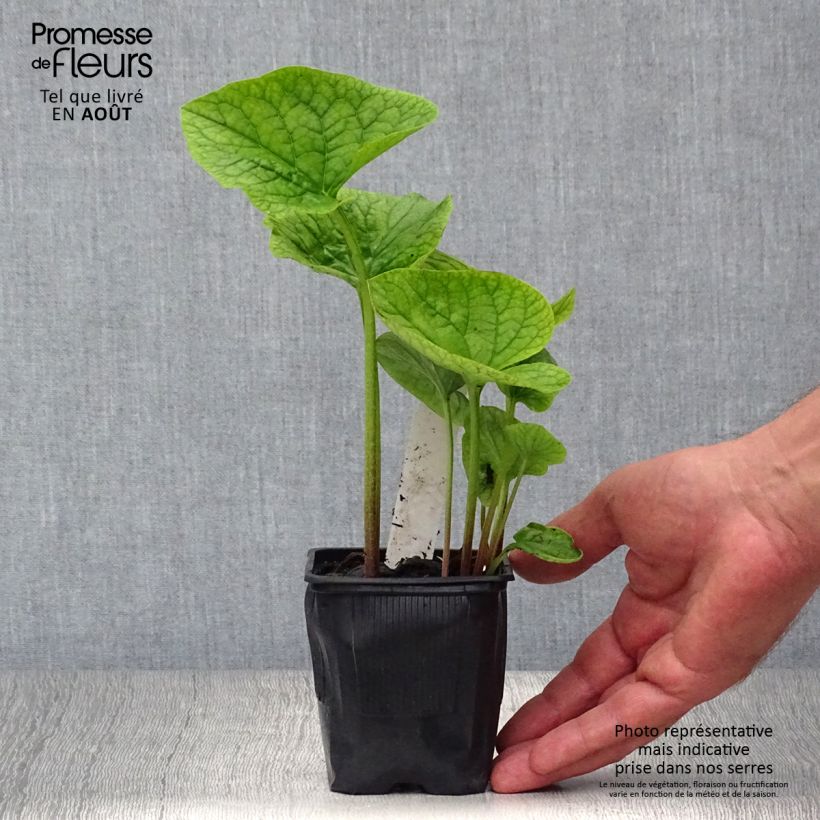 Amostra de Brunnera sibirica Vaso de 8/9 cm tal como entregue no verão