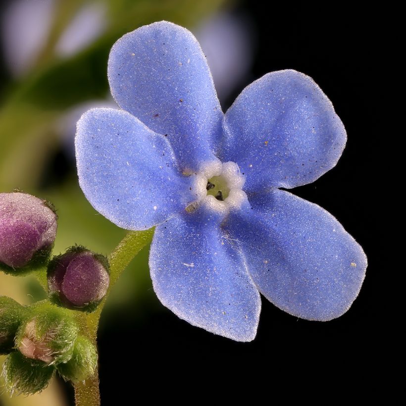 Brunnera sibirica (Floração)