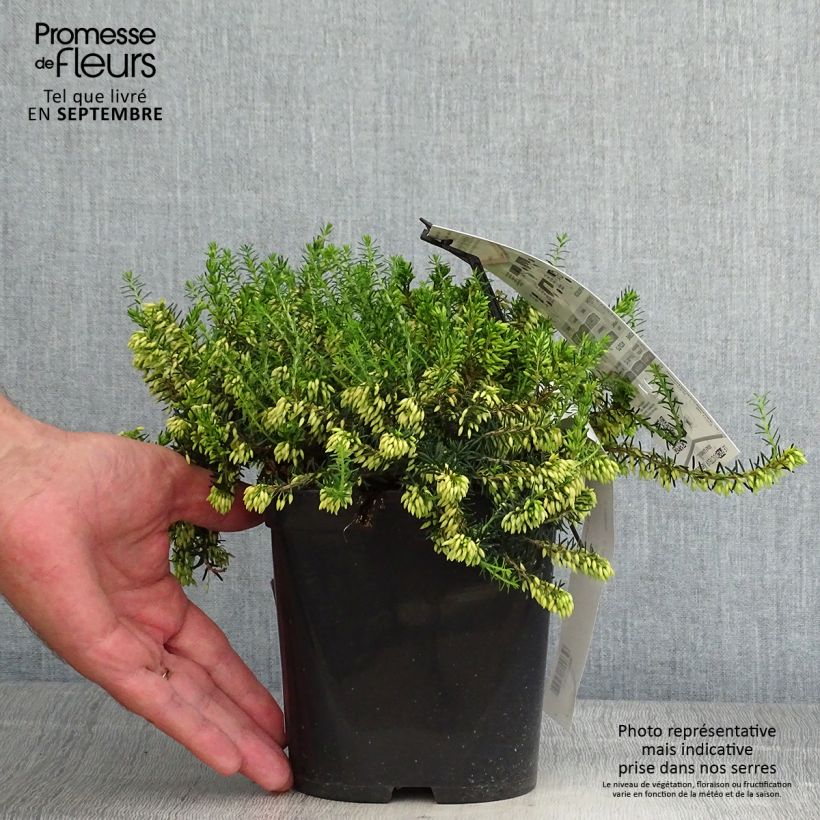 Amostra de Urze-de-inverno Isabell - Erica carnea Vaso de 2 L/3 L tal como entregue no outono