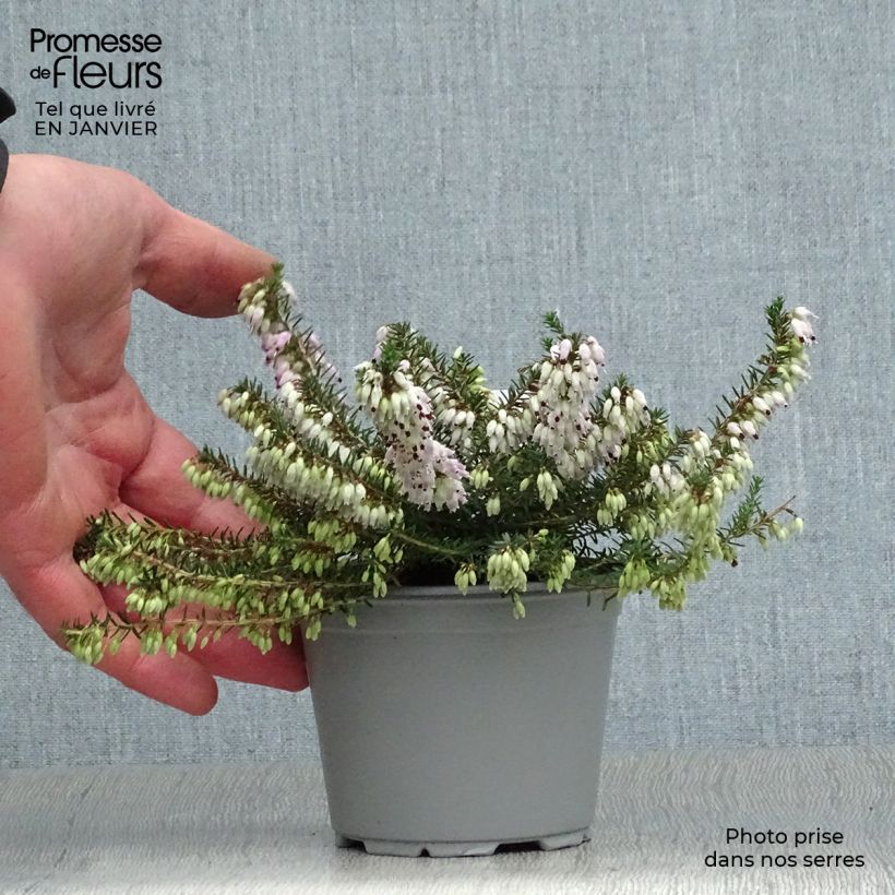 Amostra de Urze-de-inverno December Red - Erica carnea Vaso de 8/9 cm tal como entregue no inverno