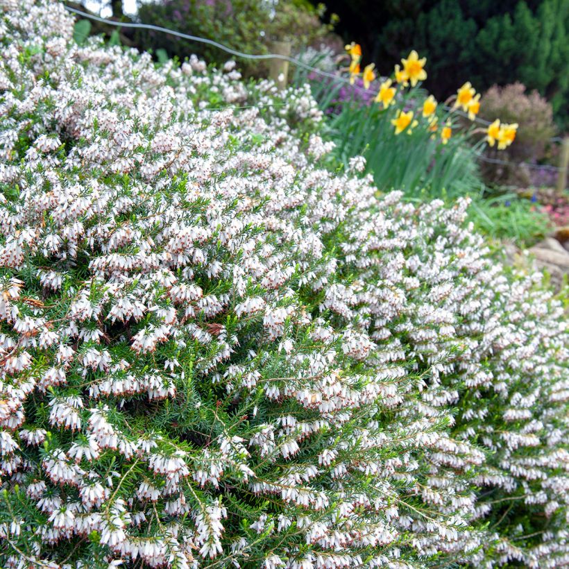 Urze-de-inverno Springwood White - Erica carnea (Hábito)