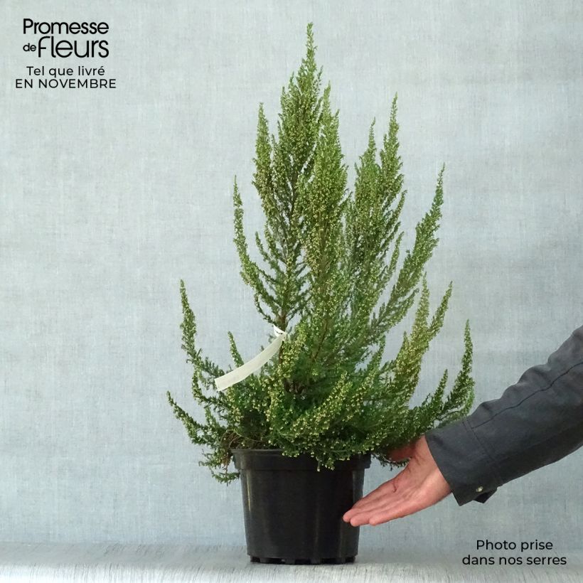 Amostra de Urze-branca Great Star Le Vasterival - Erica arborea Vaso de 4 L/5 L tal como entregue no outono