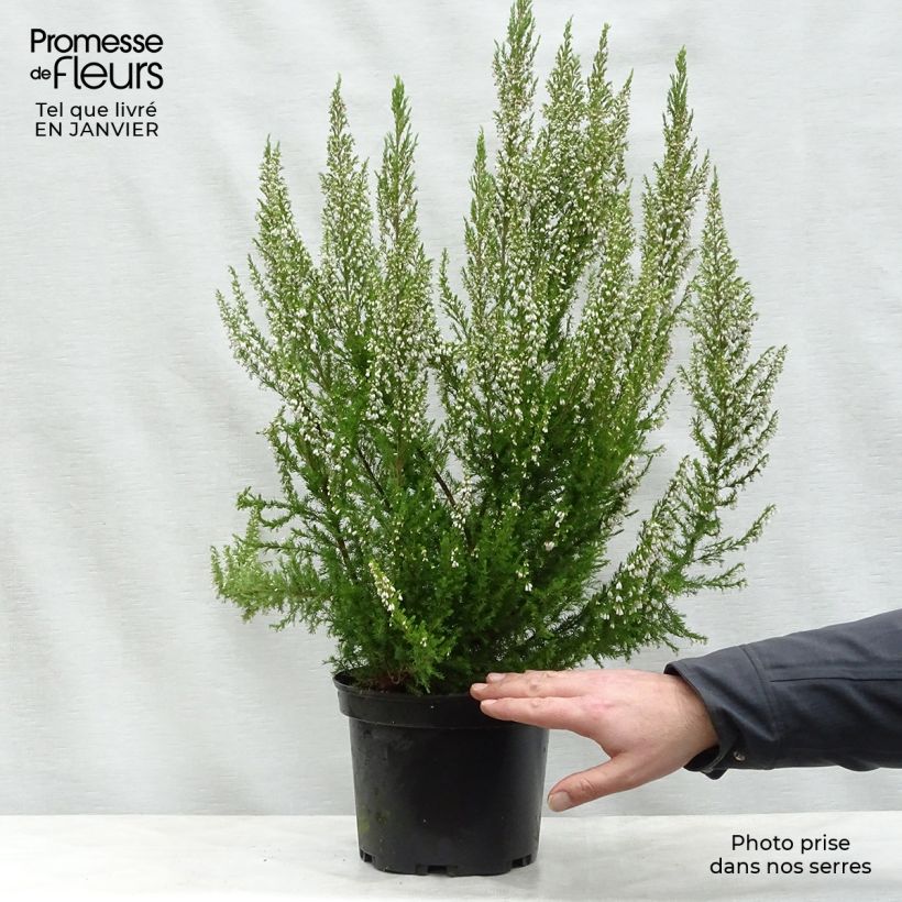 Amostra de Bruyère arborescente Great Star Le Vasterival Vaso de 4 L/5 L tal como entregue no inverno