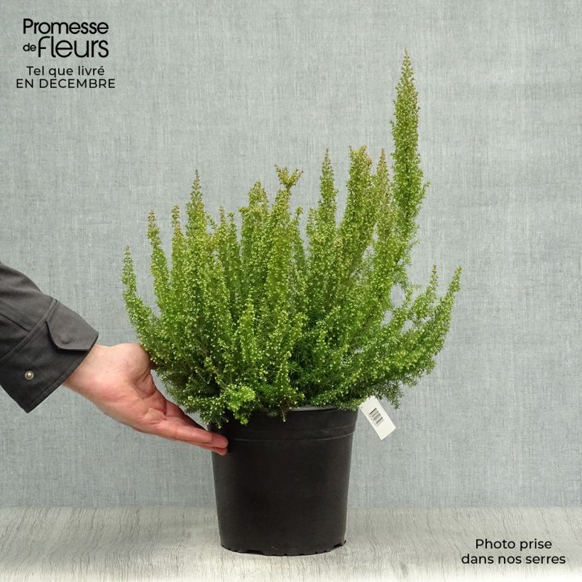 Amostra de Bruyère arborescente Pink Joy - Erica arborea Vaso de 4 L/5 L tal como entregue no inverno