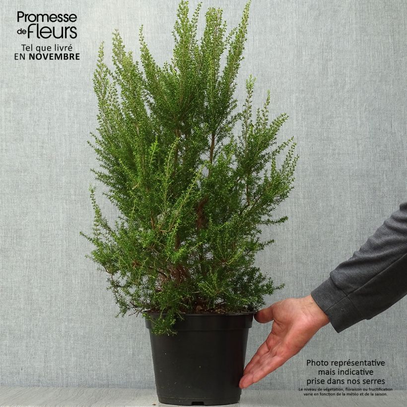 Amostra de Urze-branca Pink Joy - Erica arborea Vaso de 4 L/5 L tal como entregue no outono