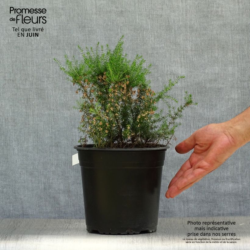 Amostra de Urze-branca Pink Joy - Erica arborea Vaso de 4 L/5 L tal como entregue no verão