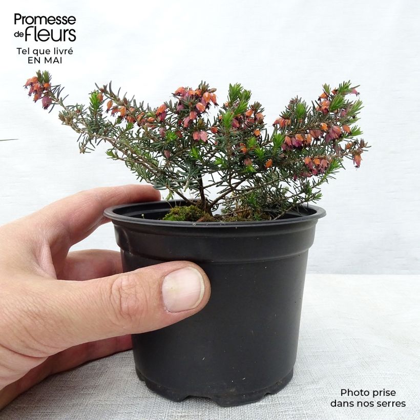 Amostra de Urze de inverno Kramer's Rote - Erica darleyensis Vaso de 8/9 cm tal como entregue na primavera