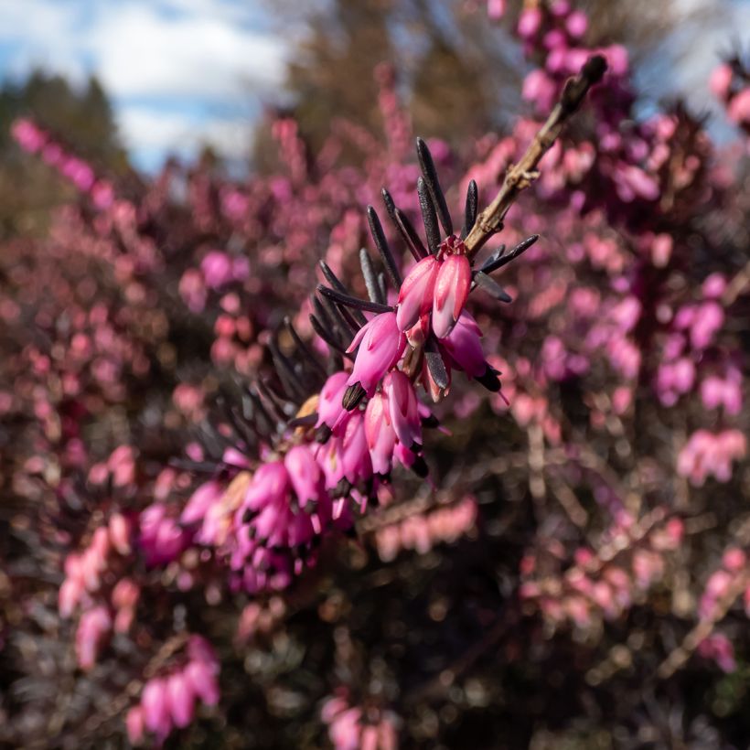 Urze de inverno Kramer's Rote - Erica darleyensis (Floração)