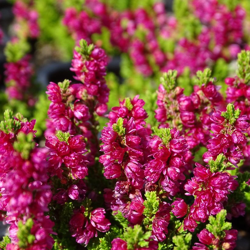 Calluna vulgaris Dark Beauty (Floração)