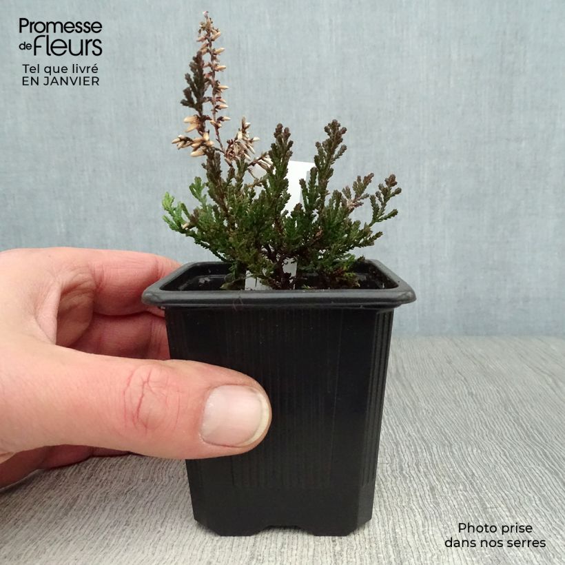 Amostra de Bruyère d'été - Calluna vulgaris Marlies Vaso de 8/9 cm tal como entregue no inverno