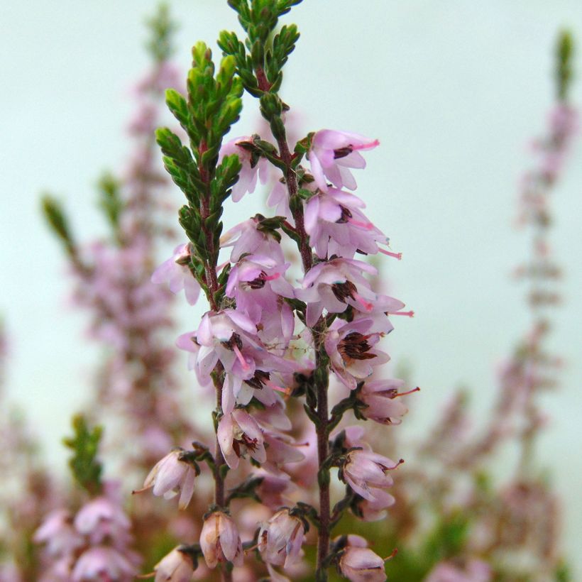 Calluna vulgaris Spring Torch (Floração)